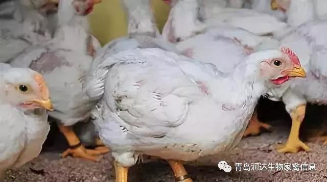 肉鸡是激素催生的？尚有多同党多条腿的变异鸡？真相在这里