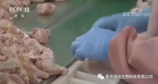 肉鸡是激素催生的？尚有多同党多条腿的变异鸡？真相在这里