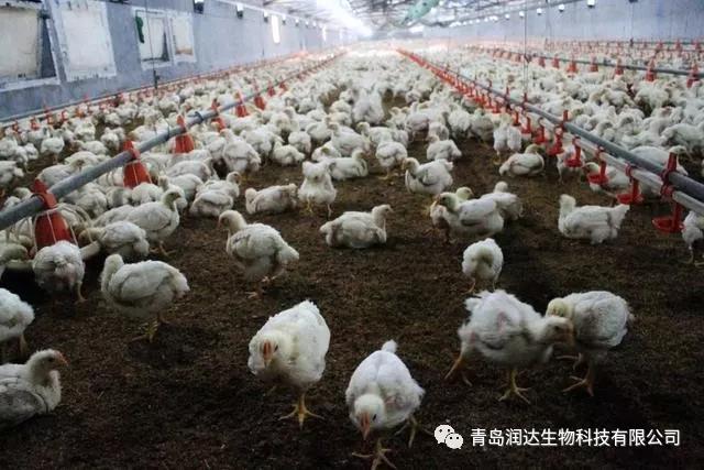 肉鸡是激素催生的？尚有多同党多条腿的变异鸡？真相在这里
