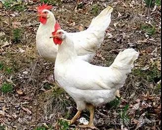 白羽肉鸡快速生长是否有害？专家这样说