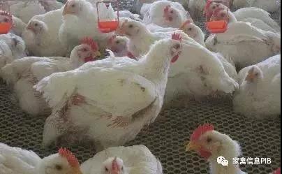  肉鸡价钱走高，年底或将泛起下降