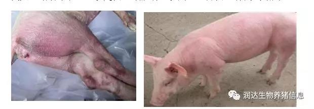 提及猪附红细胞体病，这些你必需知道