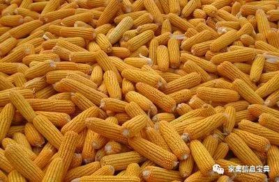 新玉米对蛋鸡、肉鸡等家禽，有哪些危害？