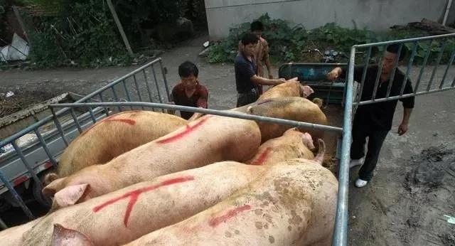 生猪价钱尚有希望，请养猪人做好准备！