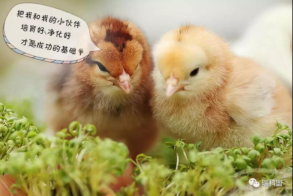 鸡苗云云高价钱下，怎样做好鸡雏的净化防控与治理？