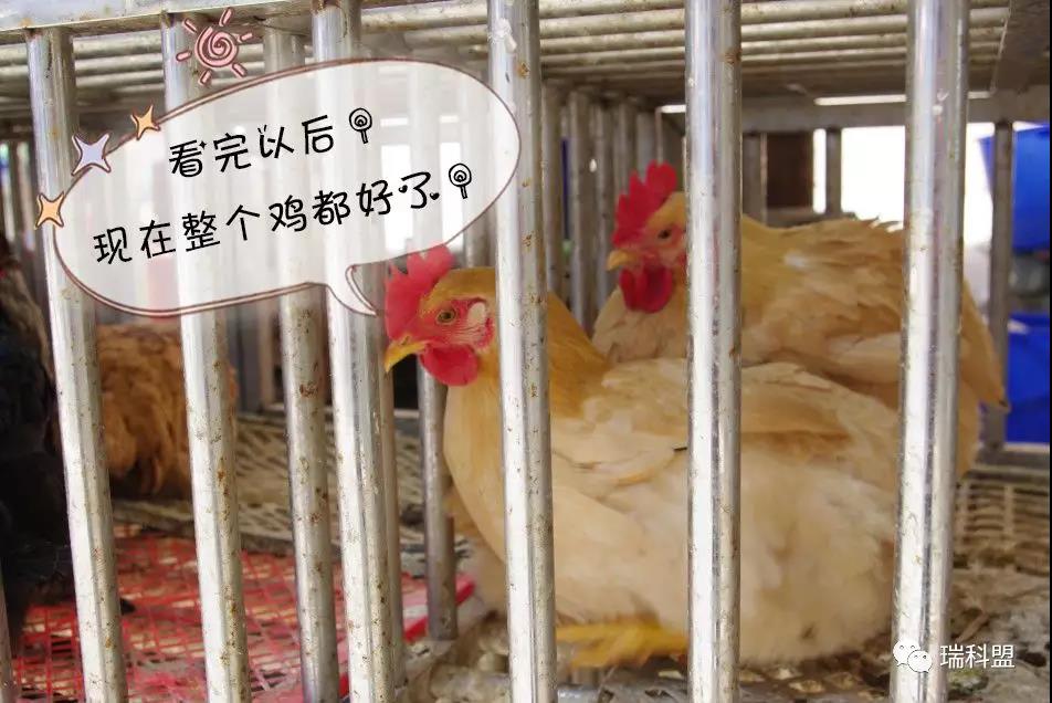 鸡苗云云高价钱下，怎样做好鸡雏的净化防控与治理？