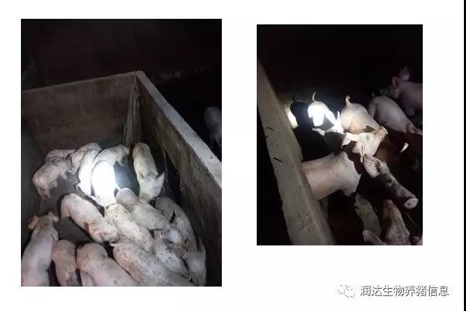  小猪“落伍”不必愁，肥乐帮您解烦忧