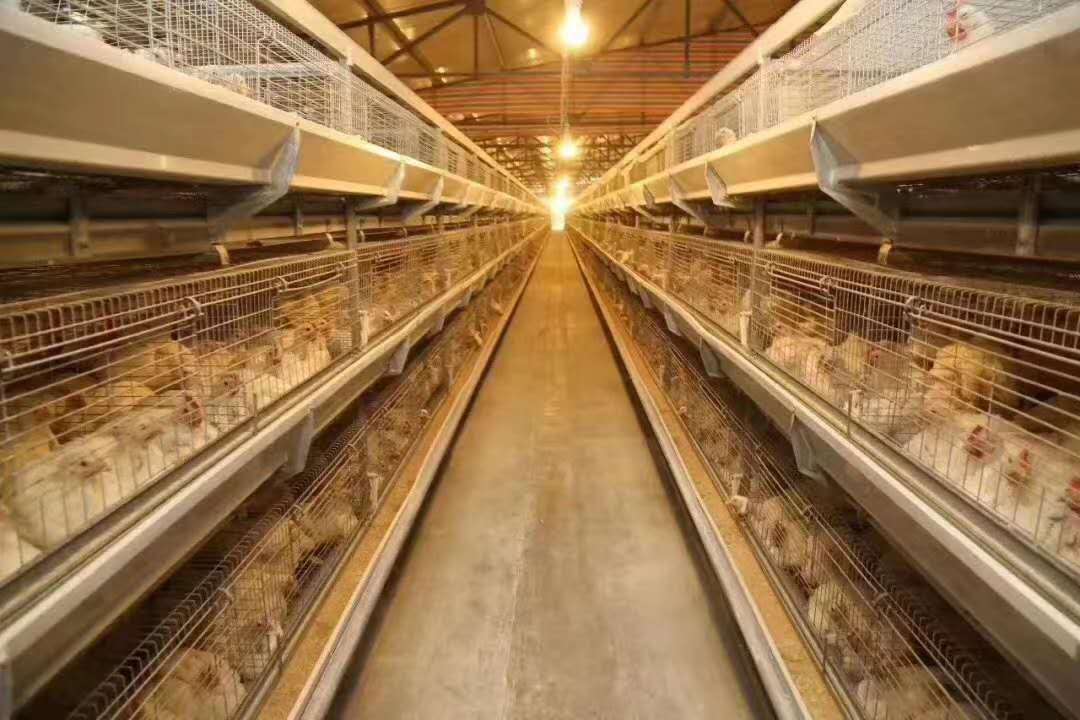 2020年7月1日饲料周全禁抗，得了大肠杆菌怎么办？