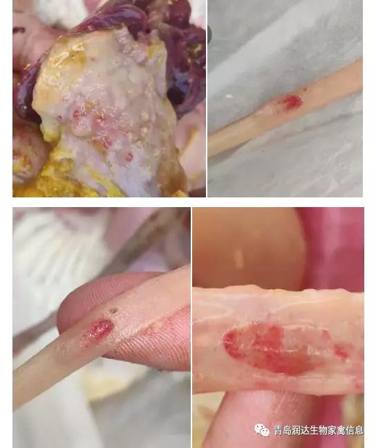 肉鸡养殖后期，泛起新城疫病怎么办？
