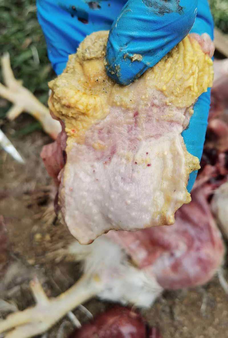 夏日鸡群受凉伤风，死淘一连不减，怎样解决？
