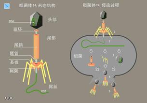 噬菌体为何能瓦解细菌？