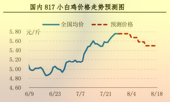817小白鸡